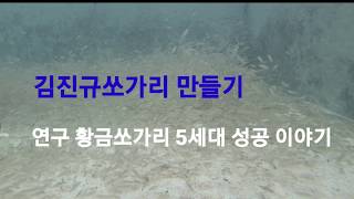 연구 22년과정 중 황금쏘가리 5세대 종묘 만들기.