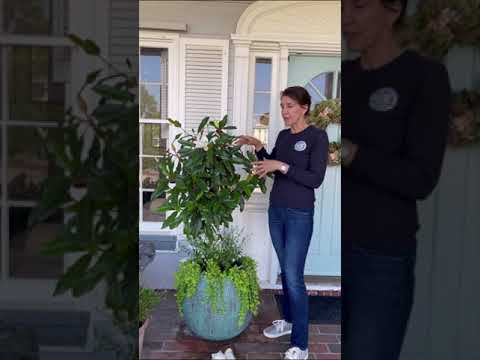 Growing a magnolia Tree in a Container