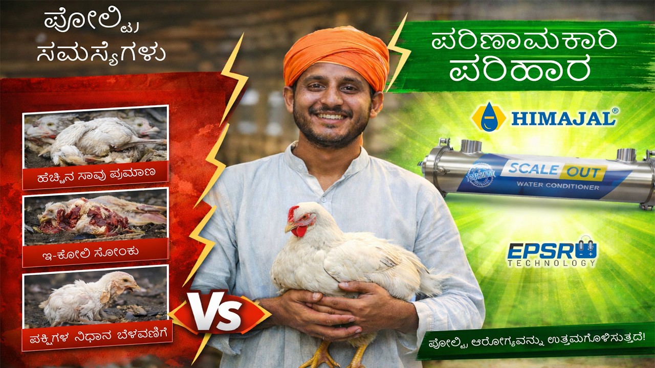 ScaleOut for poultry farms — explained in Kannada
