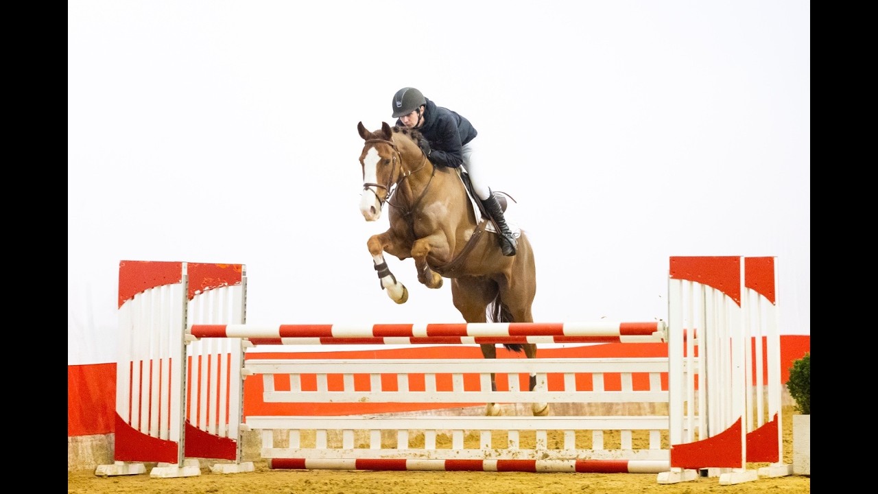 Kingston (ZIROCCO BLUE VDL x HEMMINGWAY) video 2