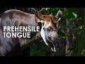 Okapi The Forest Giraffe With A Prehensile Tongue