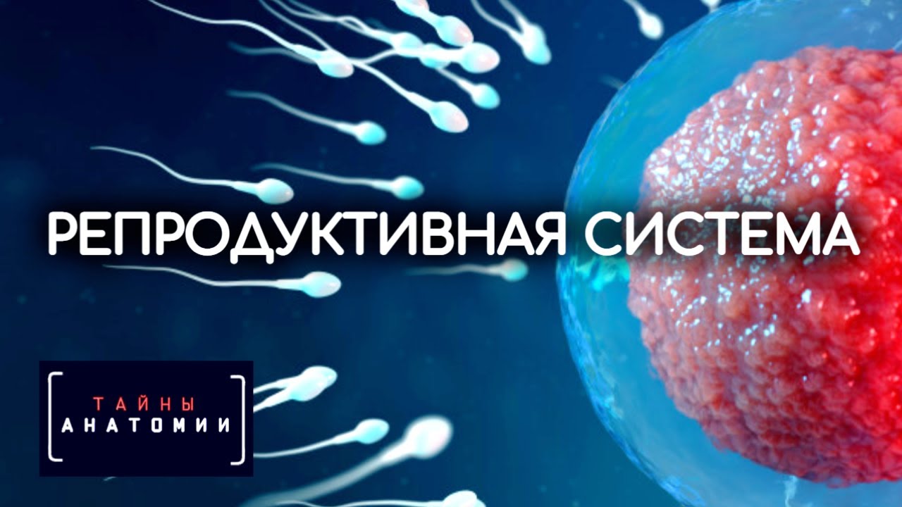Репродуктивная система человека - Тайны анатомии