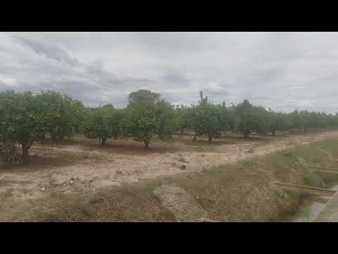 Finca zum verkauf in Polinyà de Xúquer - FIN_1455