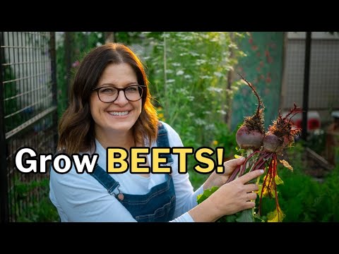 BEET GROWING GUIDE: Sweet, Tender Beets from Seed to Harvest