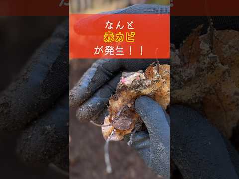 堆肥のカビ 緑白キノコ 食品 酸素