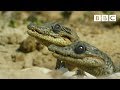 Sneaky Croc Camera Captures Incredible Footage Spy In The Wild BBC
