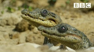 Sneaky spying crocodile camera - Spy in the Wild: Episode 1 Preview - BBC One