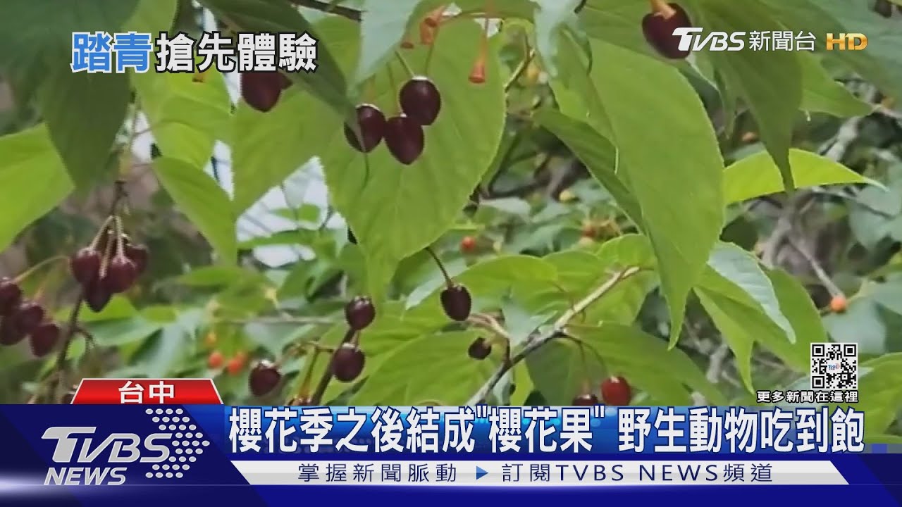 櫻花季之後結成「櫻花果」 野生動物吃到飽