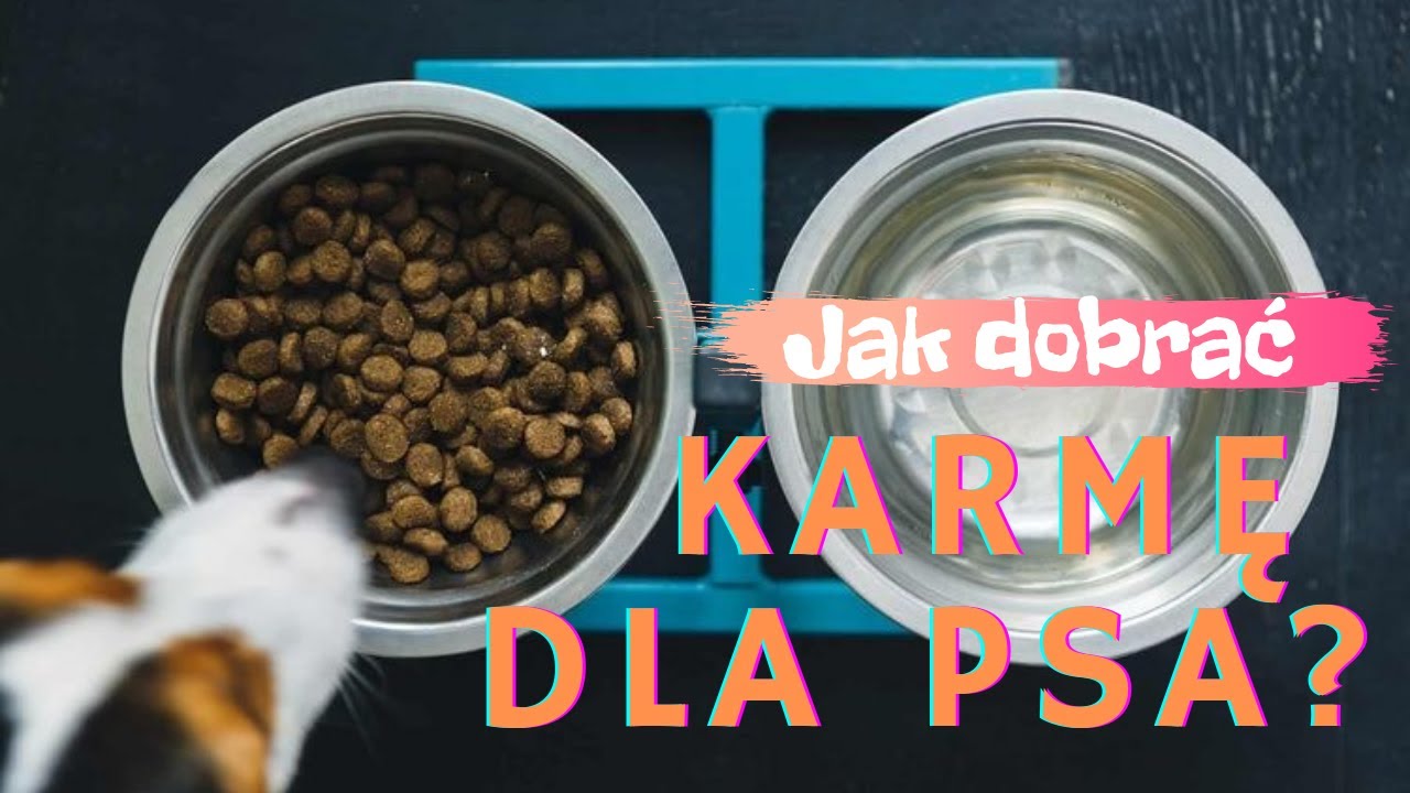 JAKĄ KARMĘ WYBRAĆ DLA PSA