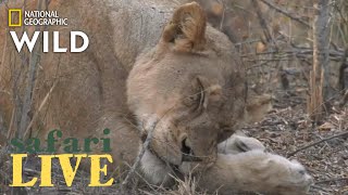 Safari Live - Day 203 | Nat Geo Wild by Nat Geo WILD