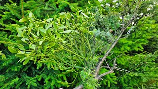 WOW! Mistletoe growing on a conifer