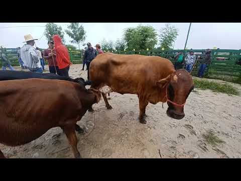 FEIRA DO GADO DE VENTUROSA - PE 28/04/2026