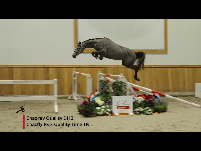 Chac my Quality DH Z