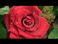 THE ROSE by Leann Rimes