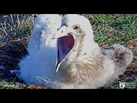 Royal Albatross ~ My What A BIG Mouth You Have! Big Yawn, Stretching & Preening For Cute QT 4.14.22