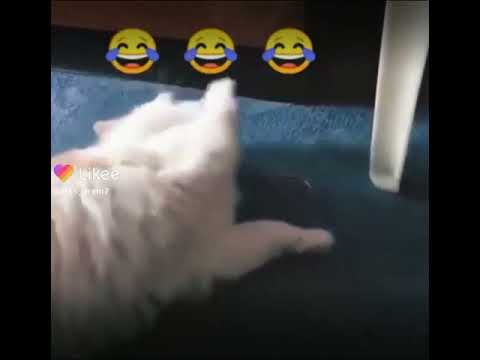 #tasleemstudio / 😹 - Don't try to hold back Laughter 😂 - Funny Cats