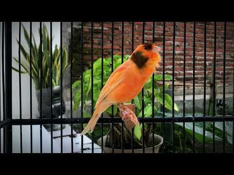 The Ultimate Canary Singing Video From A Legend‼️Belgian Canary Singing🐦
