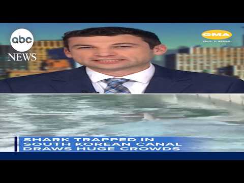 Shark trapped in South Korean canal
