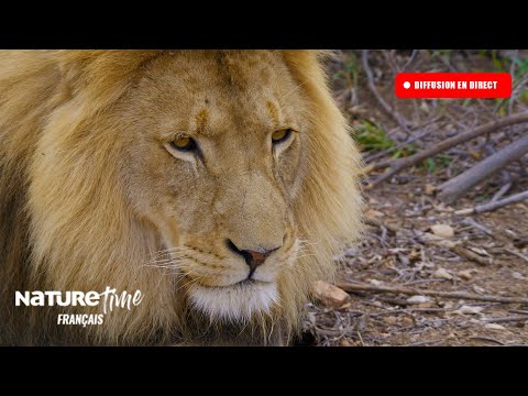 Capture d'écran du flux en direct de la chaîne de télévision gratuite en ligne NatureTime Français