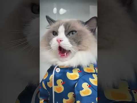 Chinki and Minki are making chocolate toy #cat #shortsvideo