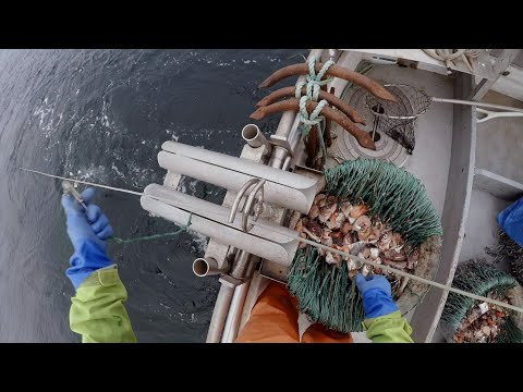 Halibut Fishing - Give 'em a Smorgasbord! | Alaska Halibut Longlining