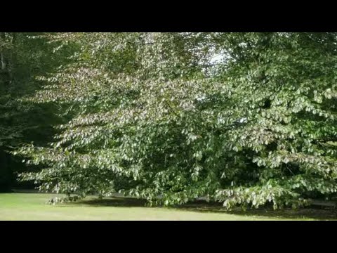 Thumbnail of the video: Extrait (2) Un ciel radieux de Nicolas Boukhrief