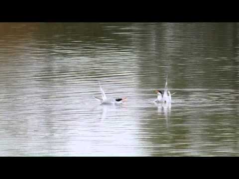 Forster's Tern (Panasonic GH2 + 100-300mm)