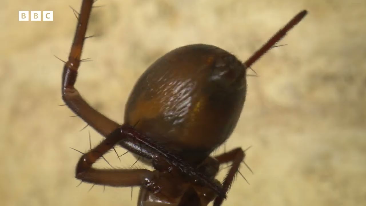 BBC Two   Springwatch, Springwatch 2023 is here!