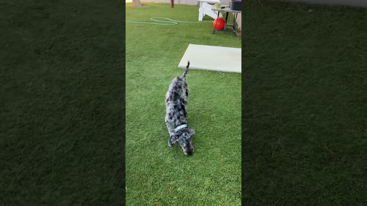 Enlarge Hershey and Daisy (bonded pair), a Adoptable mixed breed in Scottsdale, AZ video 5/6