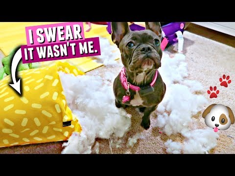 Blue completely ruined my newly redecorated room while I was sleeping... Video