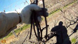 preview picture of video '10th Anniversary Napa County Pruning Contest'