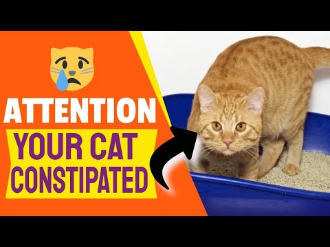 🐱HOW To Know If YOUR CAT Is Constipated and Why