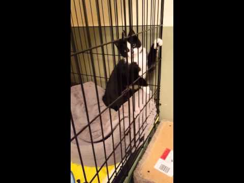 Deesha kitten first night in cage