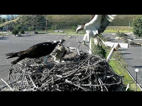 Louis comes right back with another fish! 2018 07 11 20 05 55 880