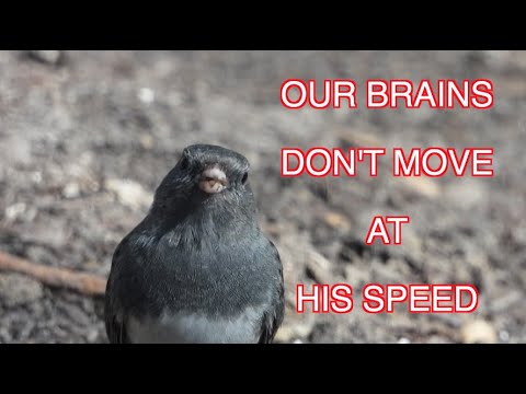 Dark-eyed Juncos--Snow Birds: NARRATED