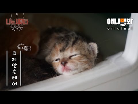 나는 태어난 지 10일 된 코리안숏헤어 새끼다 [애니멀봐 나새끼 24호]