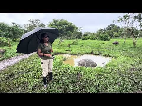 Walking Among Giant Tortoises at El Chato Ranch | Santa Cruz, Galápagos