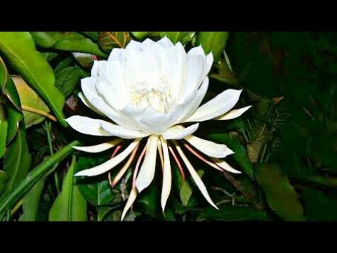download lagu mp3 mp4 Flor Mais Cara Do Mundo, download lagu Flor Mais Cara Do Mundo gratis, unduh video klip Flor Mais Cara Do Mundo