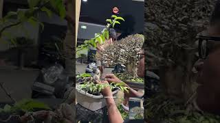Download lagu Full vidio klik tanda play ▶️ di bawah ini #lambemelali #bonsai #pakujang mp3 Download lagu Full vidio klik tanda play ▶️ di bawah ini #lambemelali #bonsai #pakujang mp3