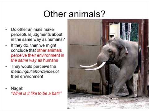 Lecture by Paul Treffner on direct perception and affordances
