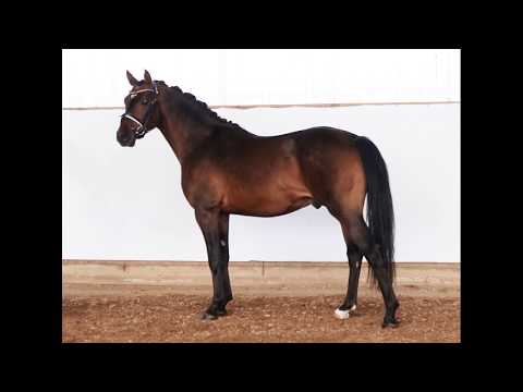 DRESSED DE LUXE 3j. dunkelbrauner Hengst v. Dressed in Gold - FS Champion de Luxe