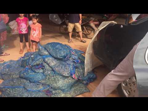 Alive Grasshoppers Selling At Stoung, Kampong Thom