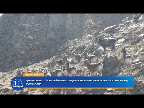 ДОРНОГОВЬ: Хоёр жилийн өмнөх зуднаар аргаль янгирын тоо цөөрсөн ч эргээд өсөж байна