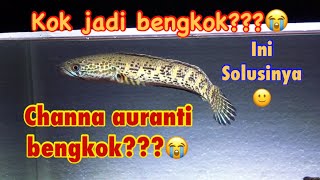 Download lagu Channa auranti bengkok? Ini penjelasannya! #channaauranti mp3