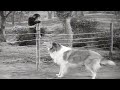 Lassie | The Watch Dog | Full Episodes