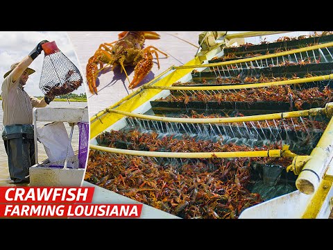 , title : 'How Louisiana’s Biggest Crawfish Farm Sells Three Million Pounds of Crawfish Every Year — Dan Does'