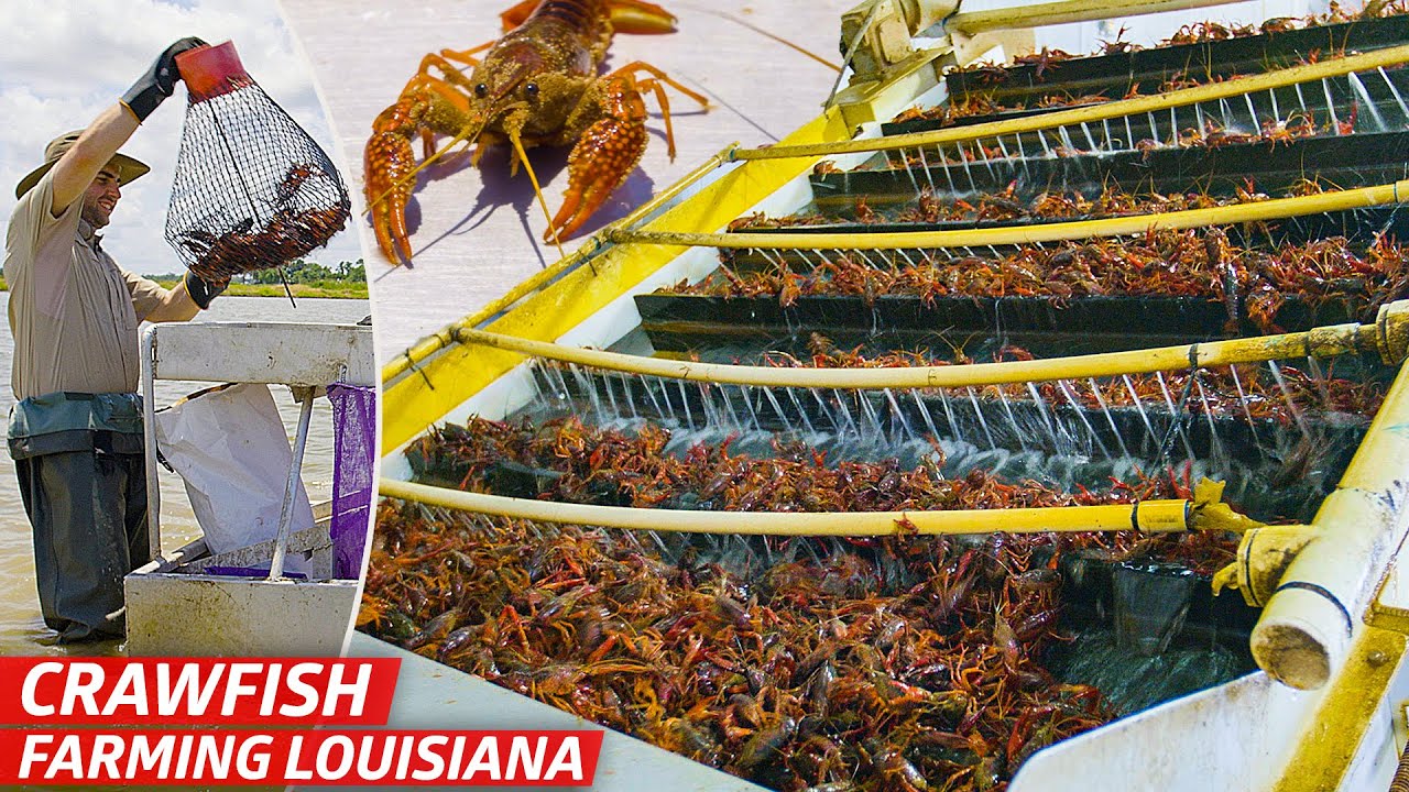 How Louisiana s Biggest Crawfish Farm Sells Three Million Pounds of Crawfish Every Year Dan Does