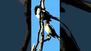 Download lagu Duet Burung Robin Magpie! mp3