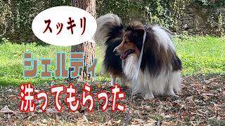 【シェルティ】洗ってもらった【フランス田舎暮らし🇫🇷】#犬の散歩 #賢い犬 #犬のいる暮らし #シェルティ