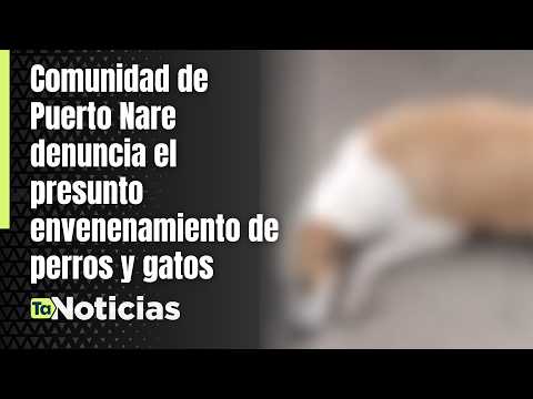 Comunidad de Puerto Nare denuncia presunto envenenamiento de perros y gatos | Teleantioquia Noticias